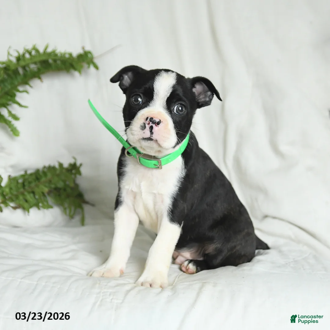 Boston Terrier dogs for sale: Baxter - Ad 1