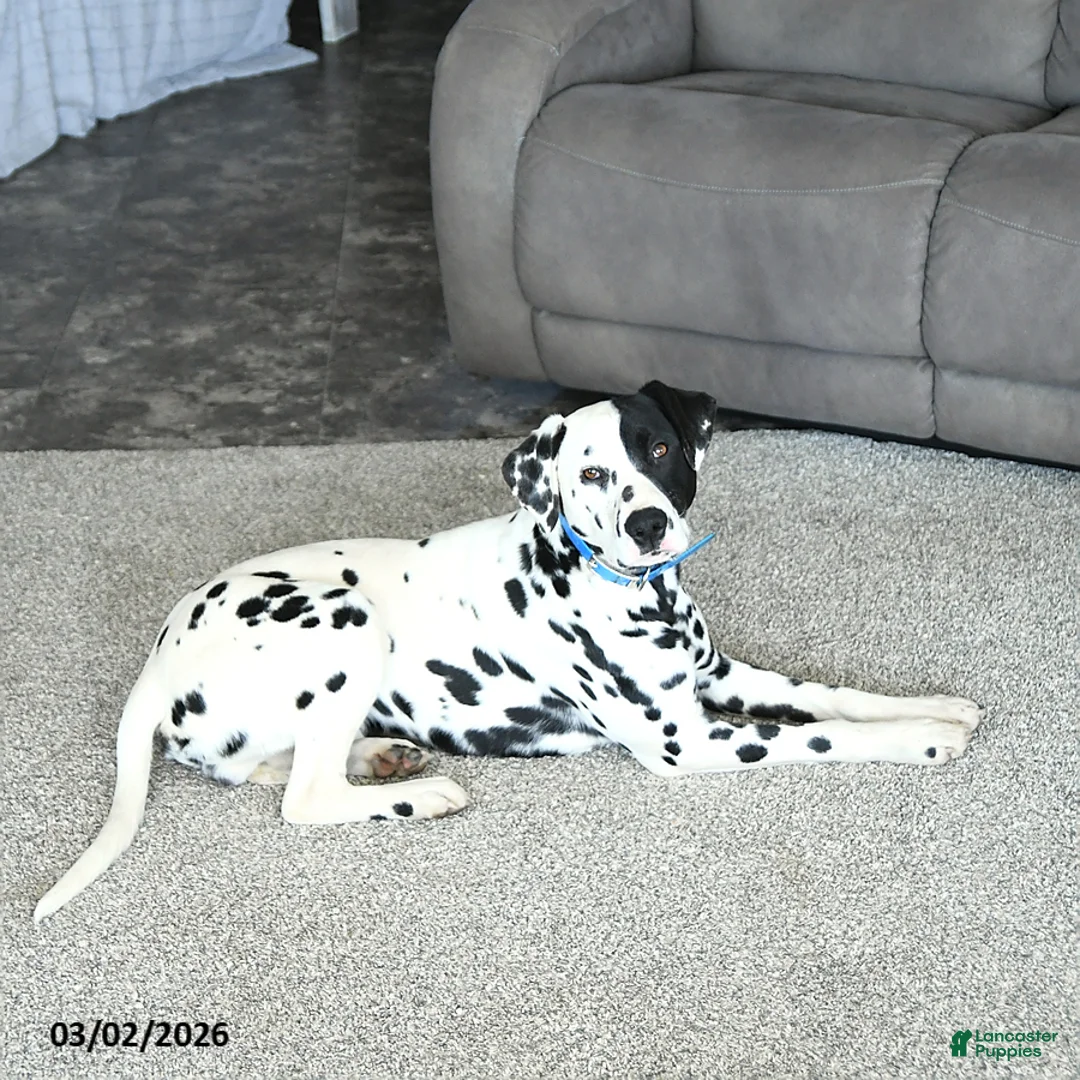 Dalmatian dogs for sale: Thunder - Ad 5