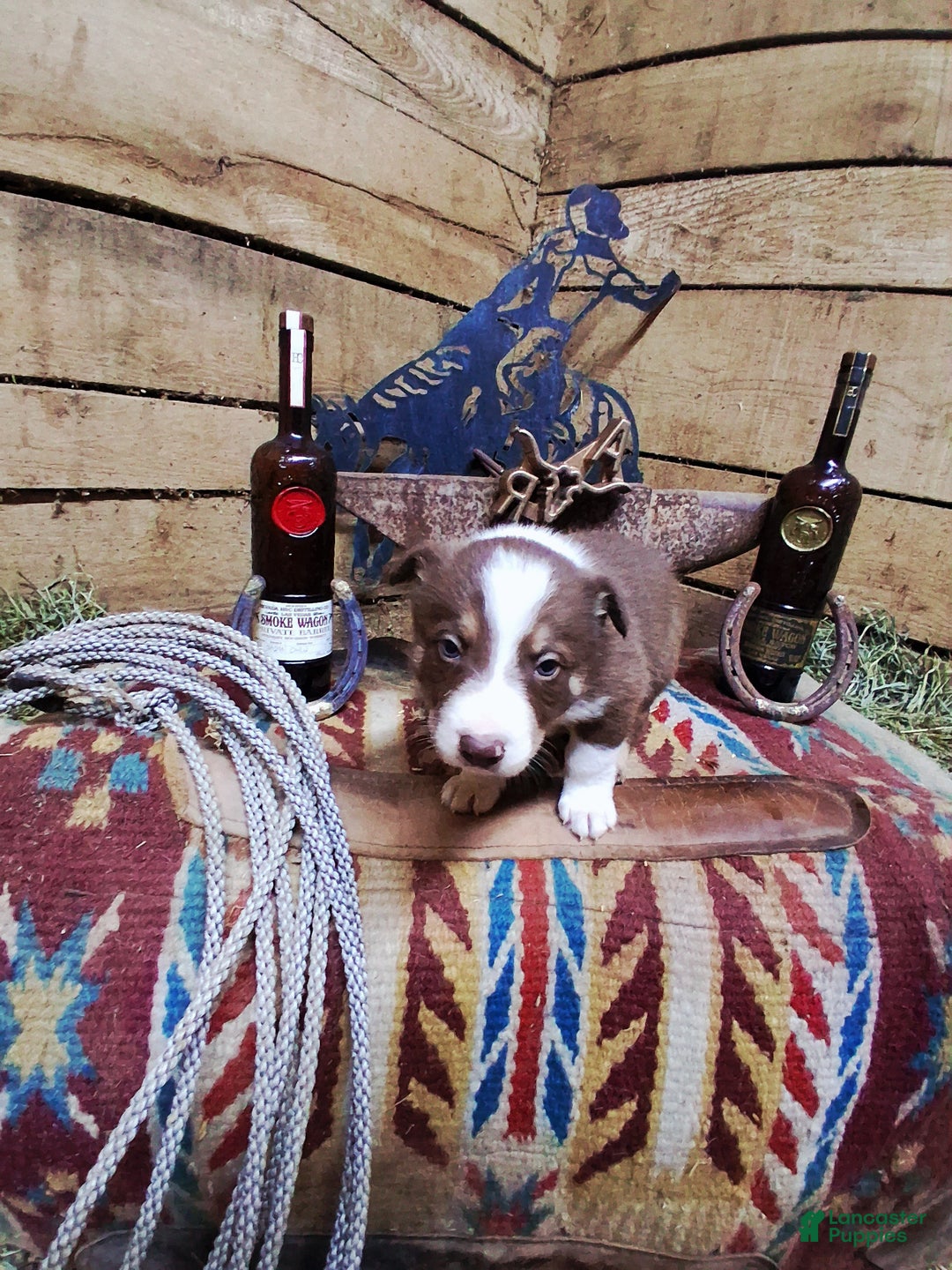 Border Collie dogs for sale: Border Collie Puppy 3 - Ad 4