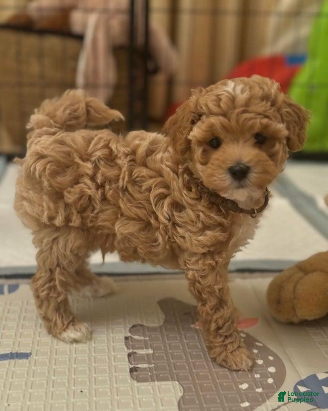 Maltipoo dogs for sale: Ciri - Ad 9
