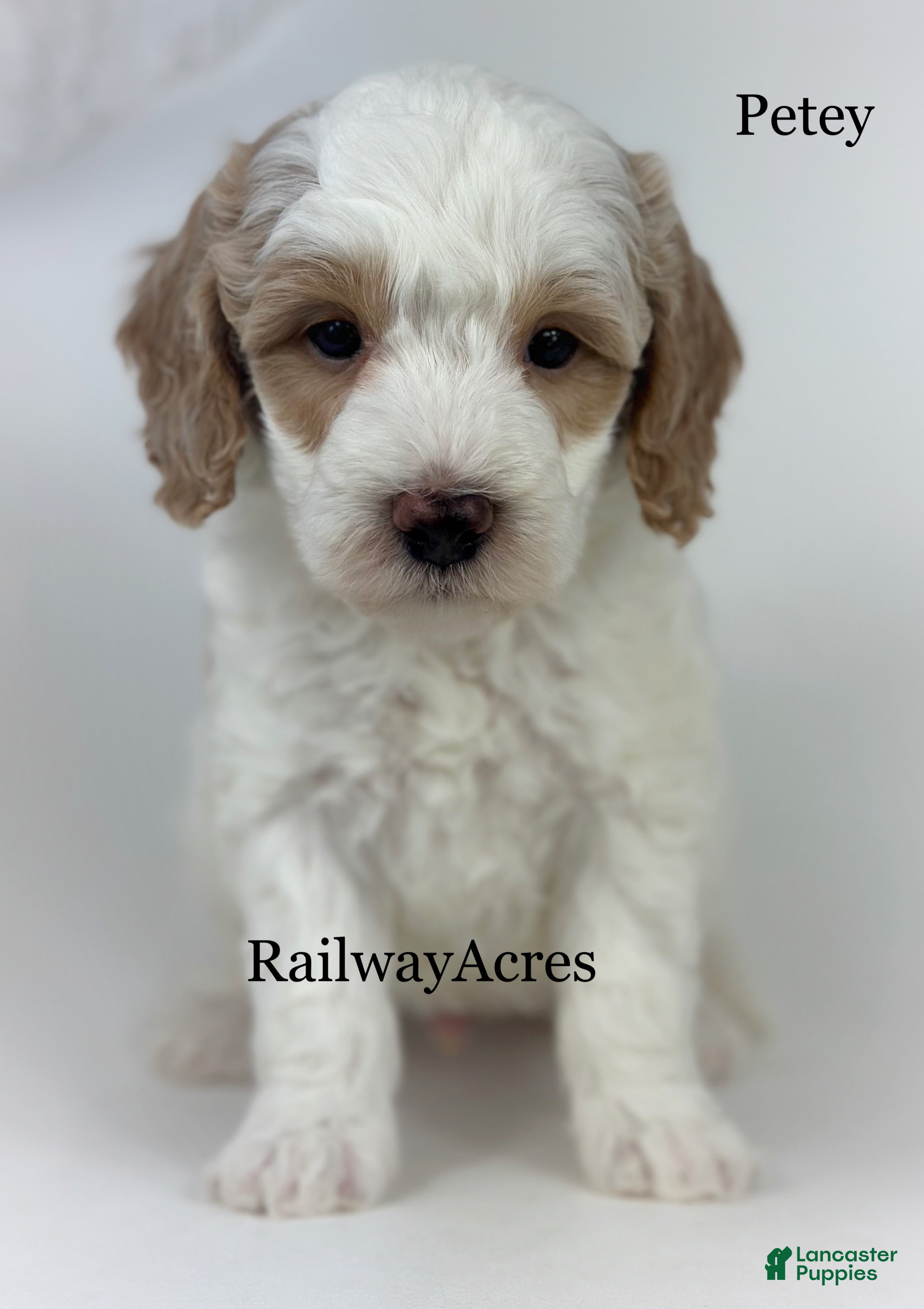 Goldendoodle dogs Petey- F1b Mini  - Ad 28