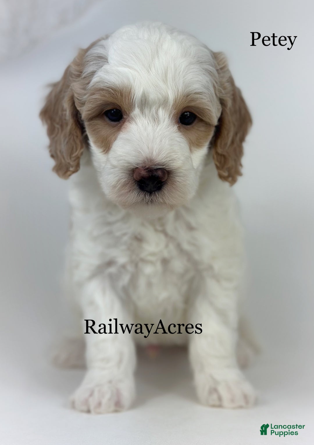 Goldendoodle dogs for sale: Petey- F1b Mini  - Ad 1