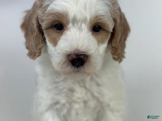 Goldendoodle dogs Petey- F1b Mini - Ad 34