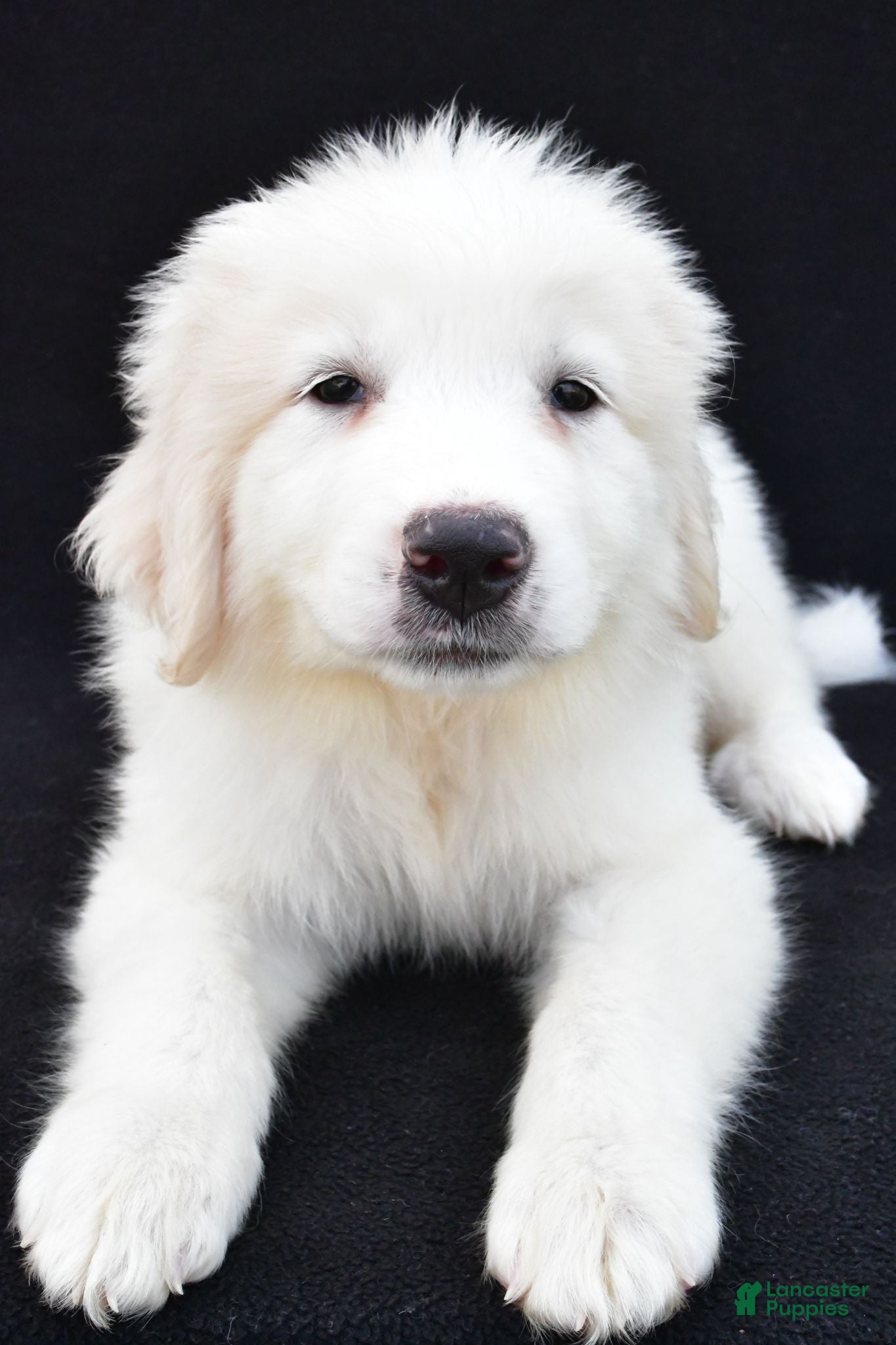 Great Pyrenees dogs Mary - Ad 1