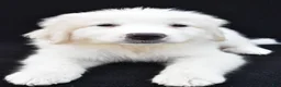 Great Pyrenees dogs for sale: Mary - Ad 1
