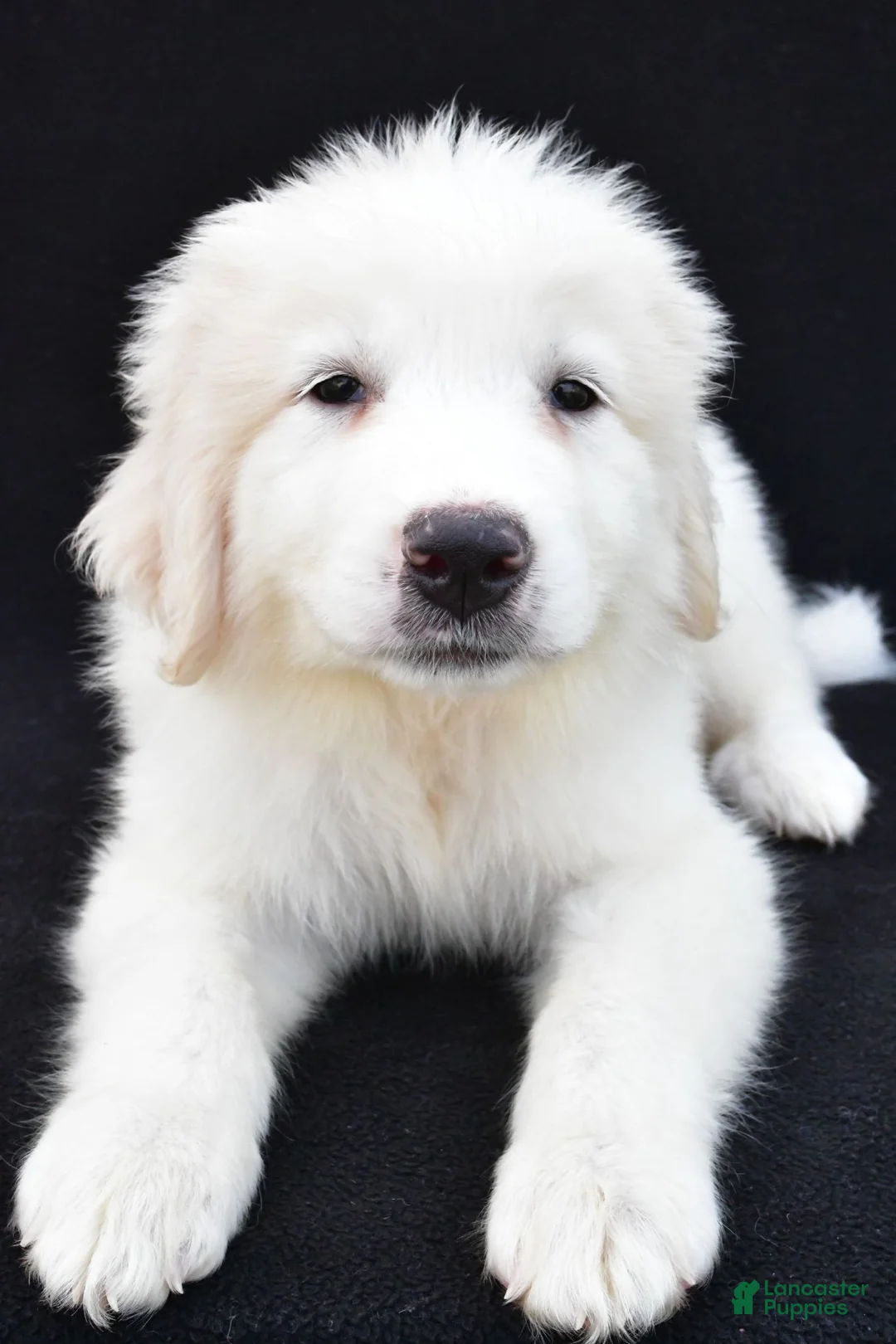 Great Pyrenees dogs for sale: Mary - Ad 1