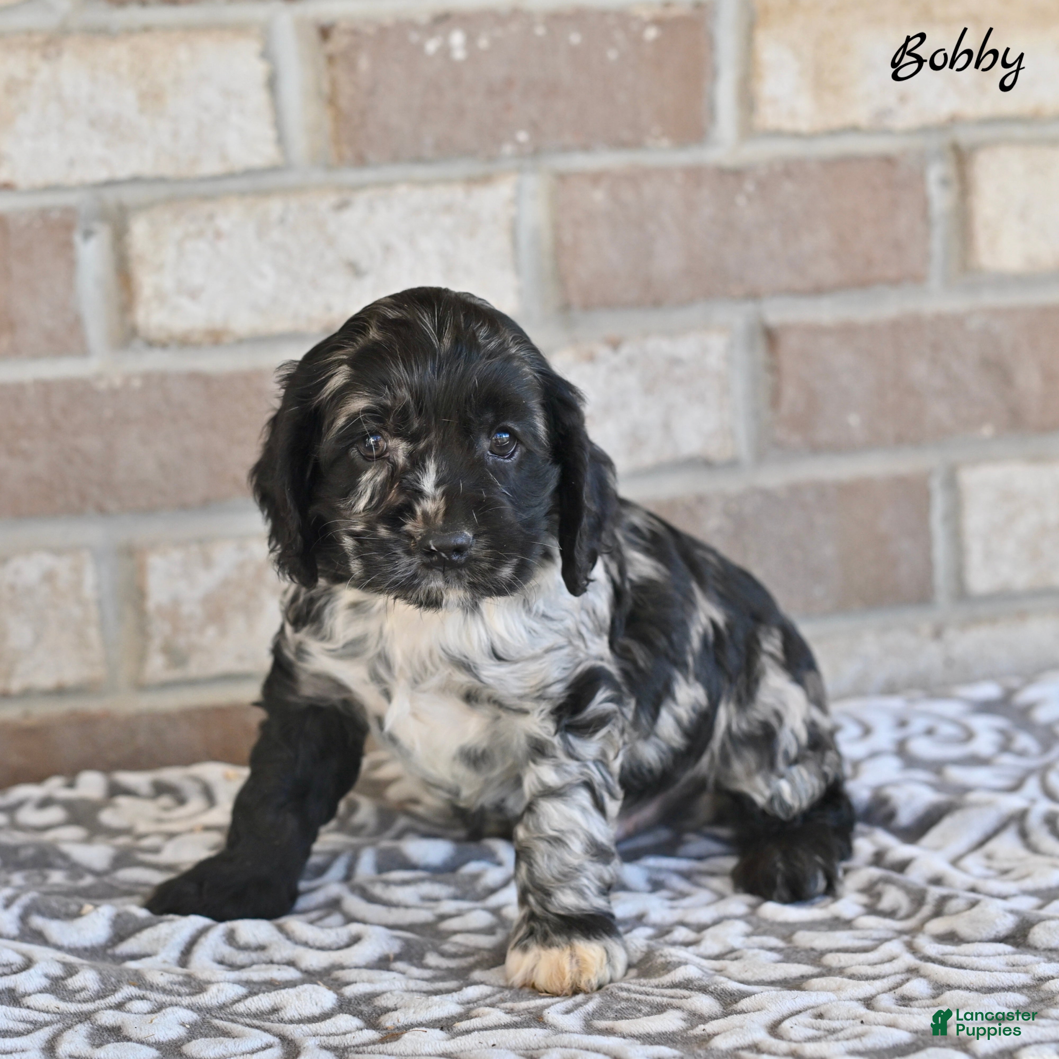 Cocker Spaniel dogs Bobby - Ad 1