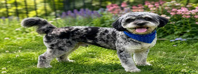 Balto