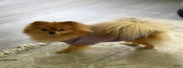 Mia