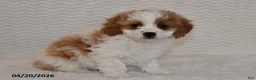 Cavapoo dogs for sale: Bella   - Ad 4