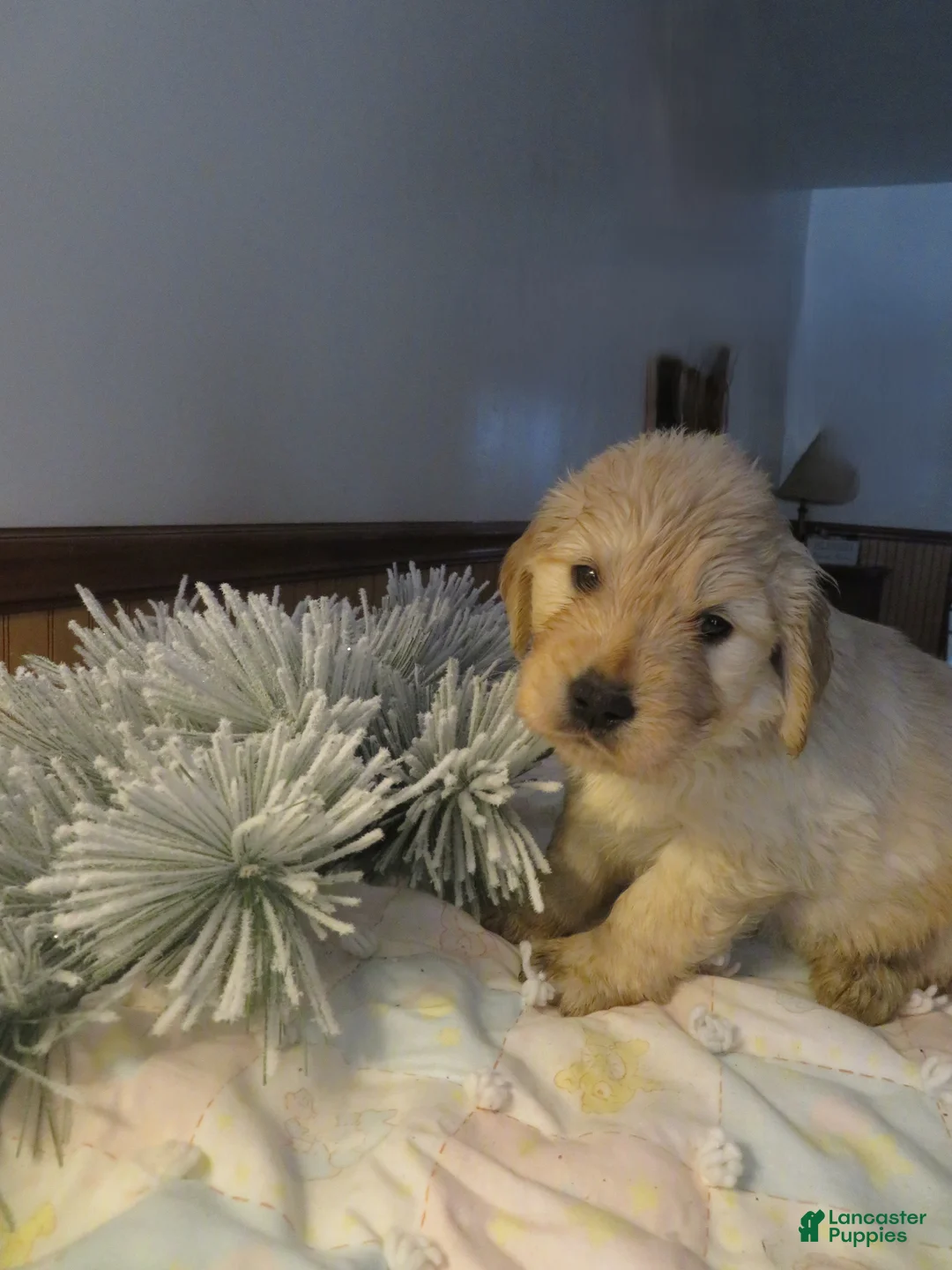 Golden Retriever dogs for sale: SAILOR - CHAMPION LINE - Ad 3