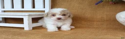 Toy Poodle dogs for sale: Delilah - Ad 4