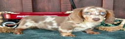 Miniature Dachshund dogs for sale: Betsy - Ad 3