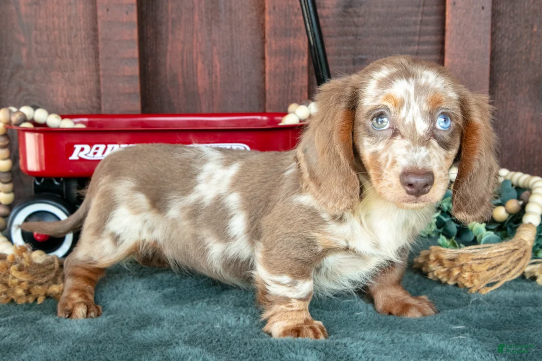 Miniature Dachshund dogs for sale: Betsy - Ad 3