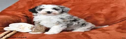 Mini Aussiedoodle dogs for sale: Star - Ad 1