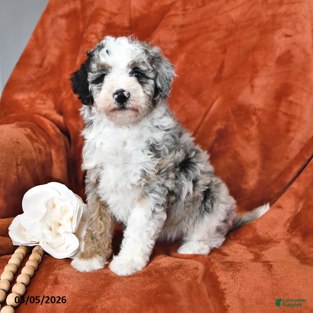 Mini Aussiedoodle dogs for sale: Star - Ad 1