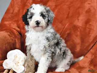 Mini Aussiedoodle dogs for sale: Star - Ad 3