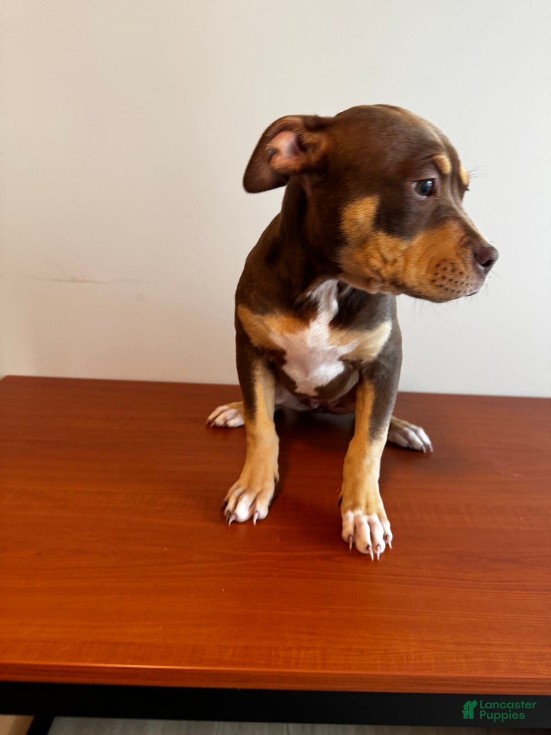 American Bully Puppies for sale in Minnesota Lancaster Puppies