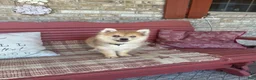 Pomsky dogs for sale: Reese - Ad 5