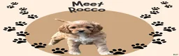 Cavapoo dogs for sale: Rocco - Ad 3