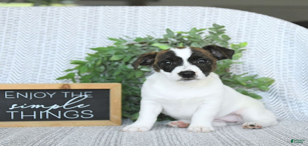 Gallery Image {{count}}