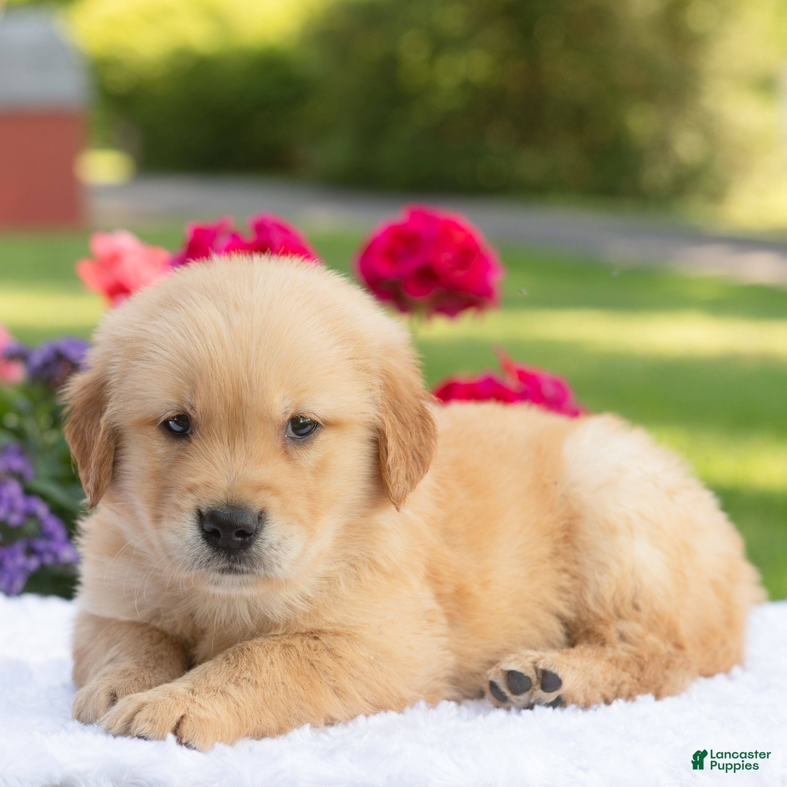 Golden Retriever dogs Suki  - Ad 2