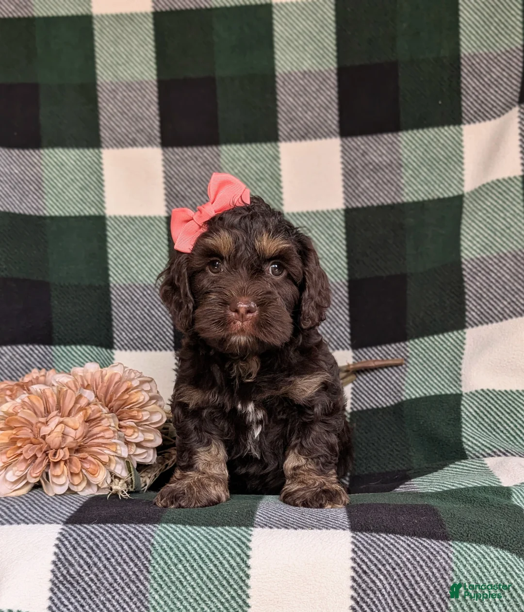 Cockapoo dogs for sale: Sofia - Ad 1