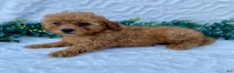 Miniature Poodle dogs for sale: Milo - Ad 3