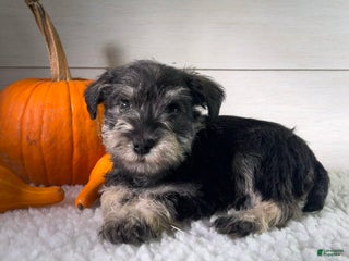 Miniature Schnauzer dogs - Ad 23