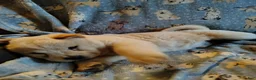 Chow Chow dogs for sale: Chow Chow 5 - Ad 4