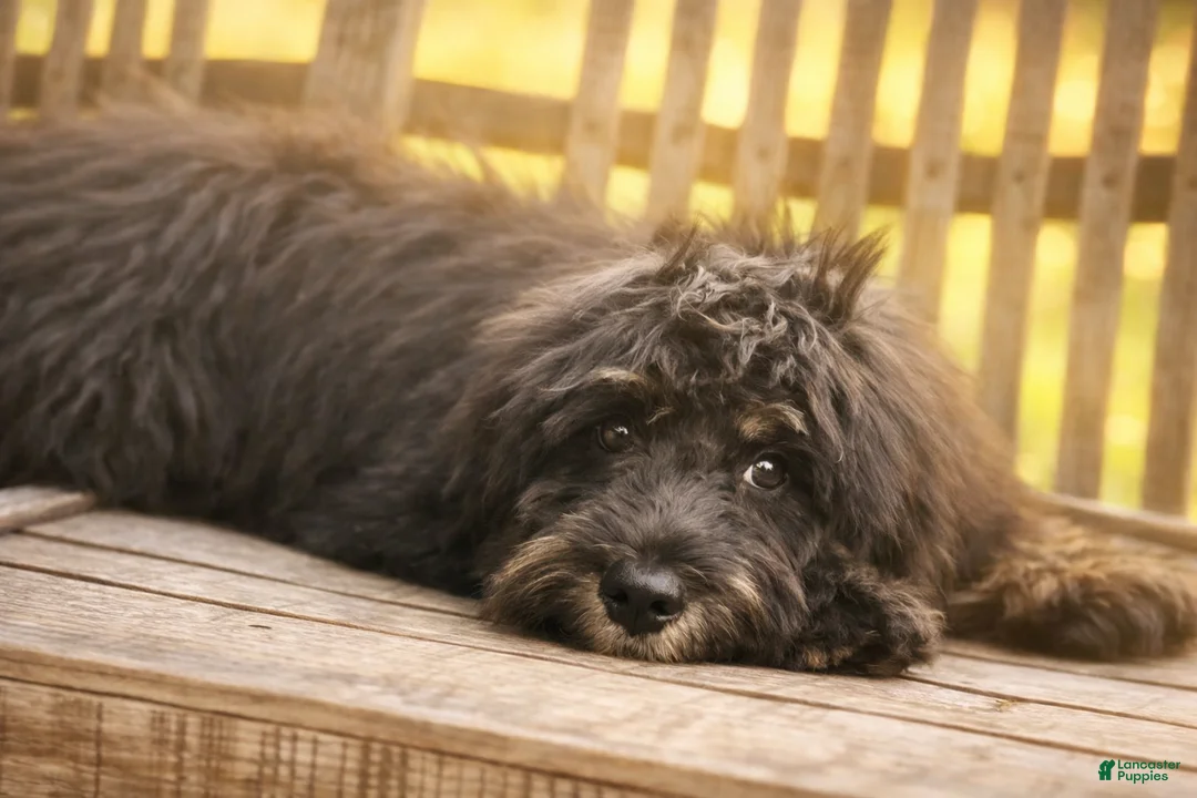 Mini Bernedoodle dogs for sale: Bert - Ad 1