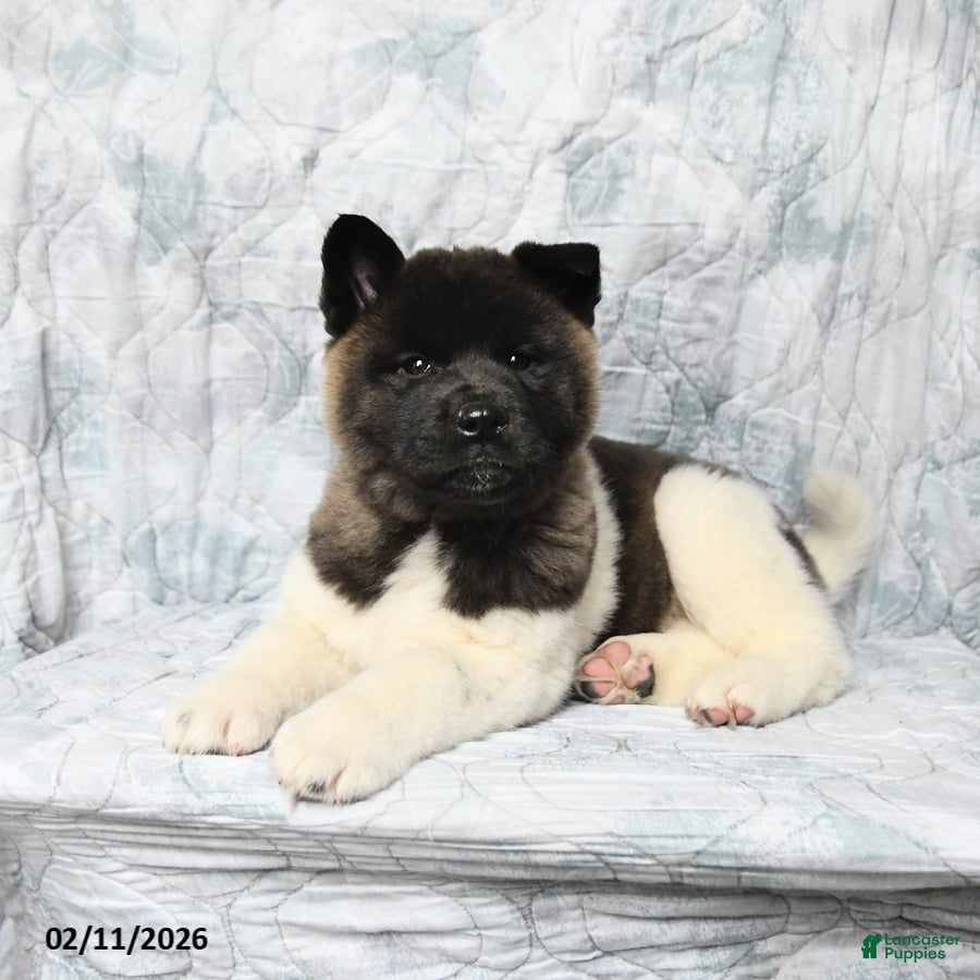 Akita dogs Betty   - Ad 2