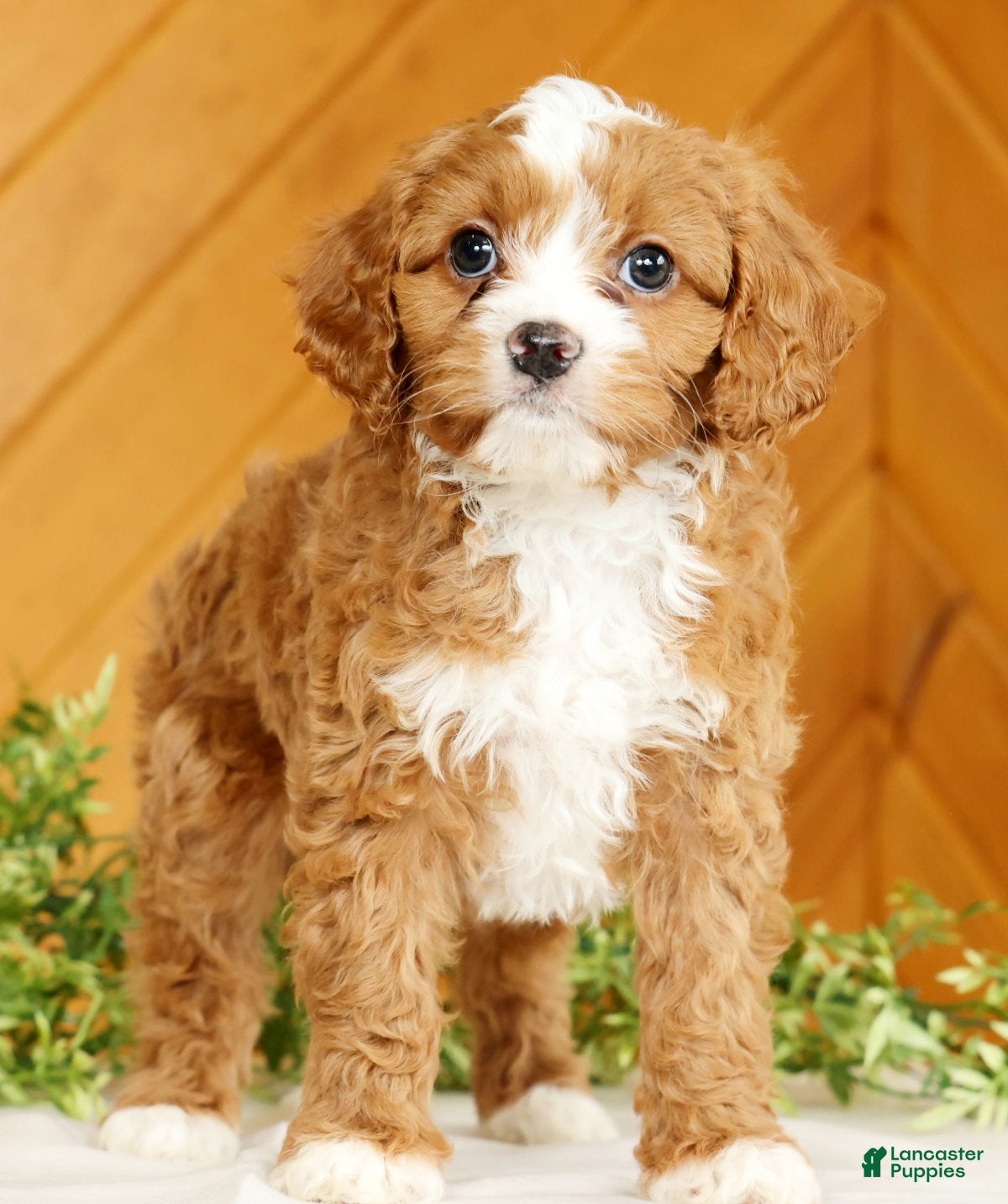 Cavapoo dogs Maggie - Ad 2