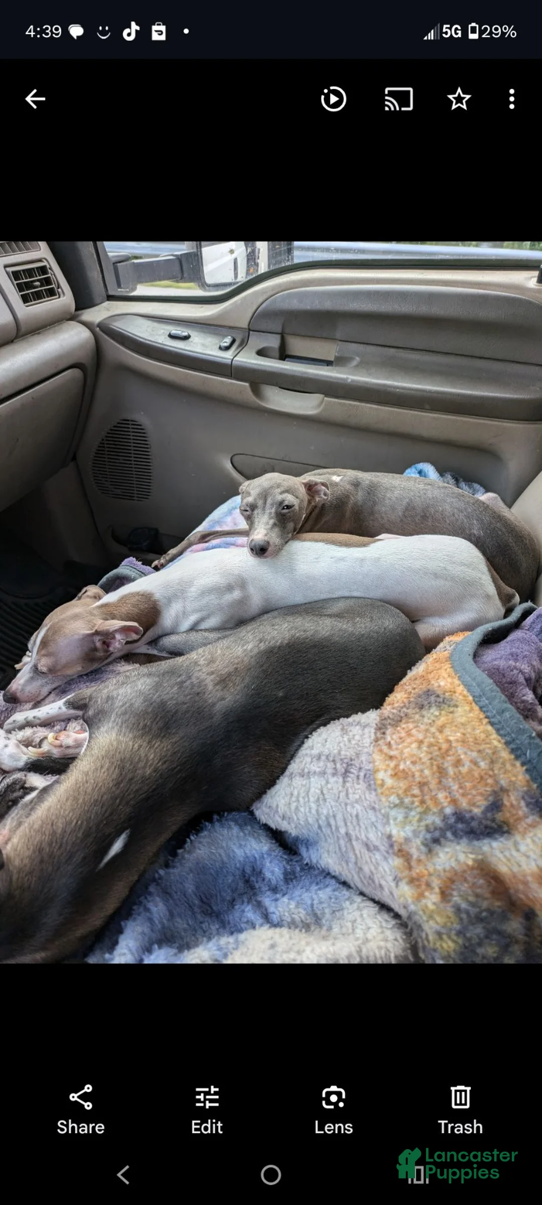 Italian Greyhound dogs for sale: Italian Greyhound 3 - Ad 4