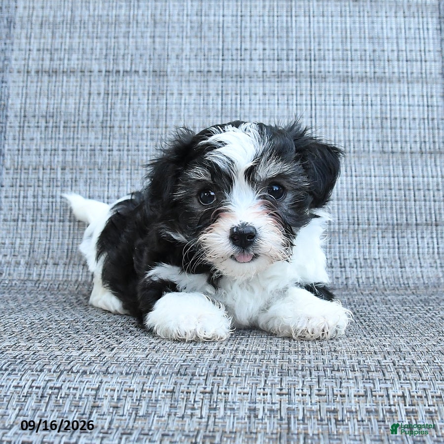 Havapoo dogs Avery - Ad 1