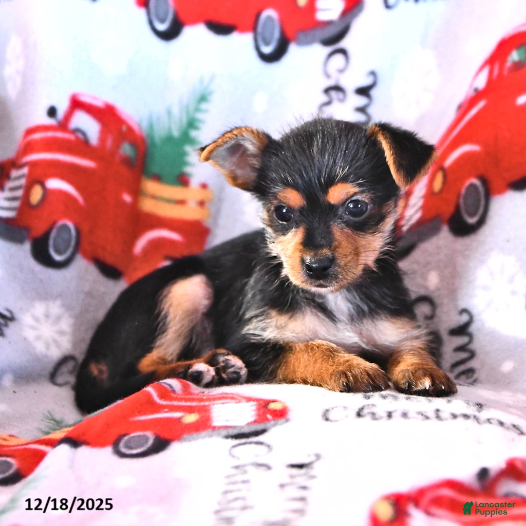 Morkie dogs for sale: Matthew - Ad 2