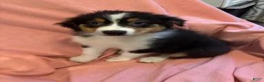 Australian Shepherd 1