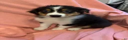 Australian Shepherd dogs for sale: Australian Shepherd 1 - Ad 1