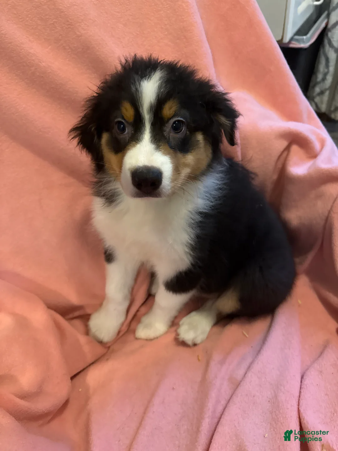 Australian Shepherd dogs for sale: Australian Shepherd 1 - Ad 1