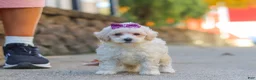 Maltipoo dogs for sale: Ember - Ad 2