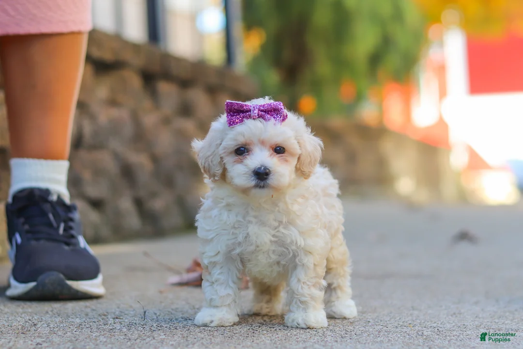 Maltipoo dogs for sale: Ember - Ad 2