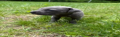 Cane Corso Puppy 8