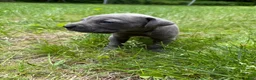 Cane Corso dogs for sale: Cane Corso Puppy 8 - Ad 1