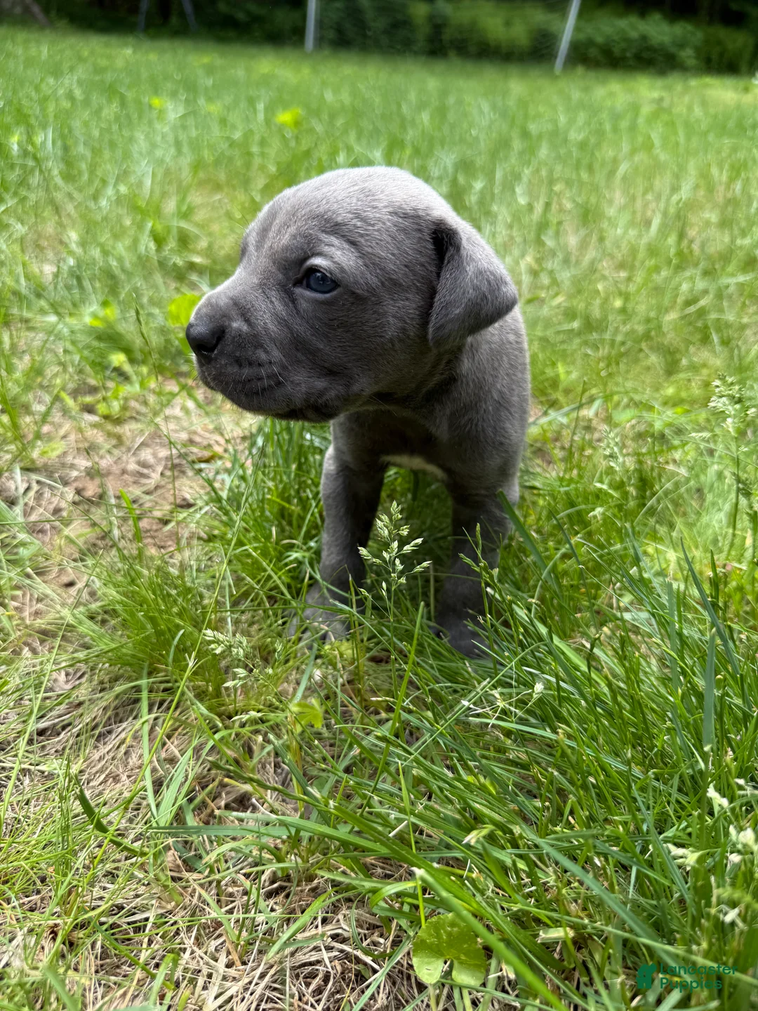 Cane Corso dogs for sale: Cane Corso Puppy 8 - Ad 1