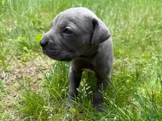 Cane Corso dogs Cane Corso Puppy 8 - Ad 17