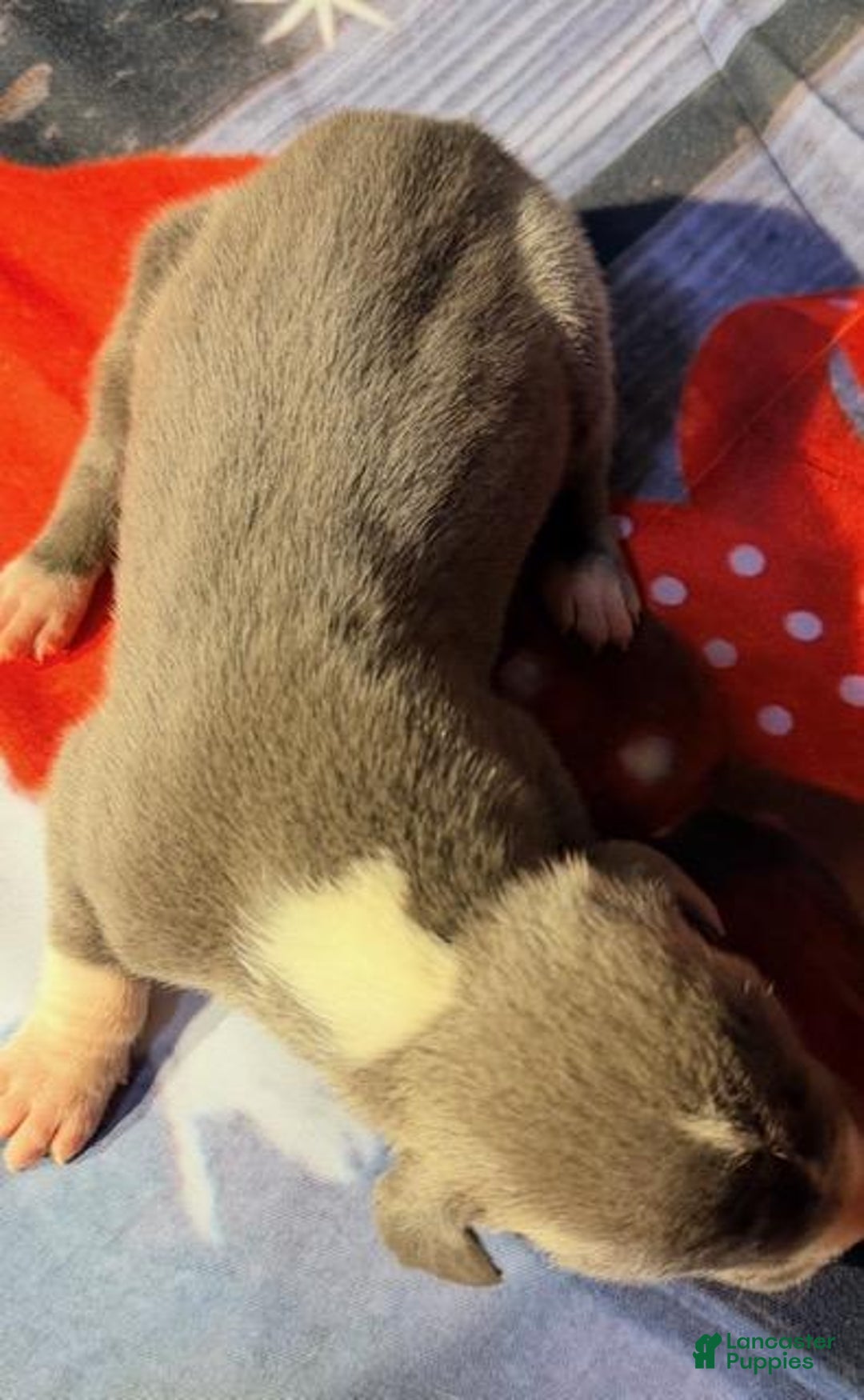 Great Dane dogs for sale: Wesley - Blue Mantle - Ad 1