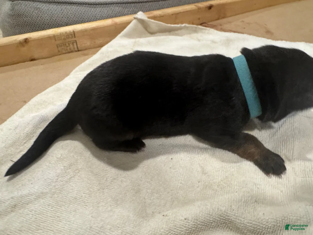 German Shepherd dogs for sale: German Shepherd Puppy 5 - Ad 1