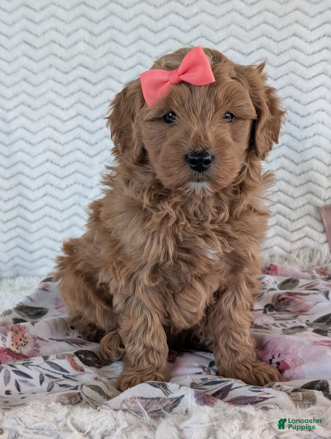 Goldendoodle dogs for sale: Bella - Ad 32