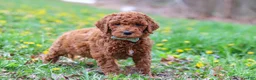 Goldendoodle dogs for sale: Carson F1b - Ad 4