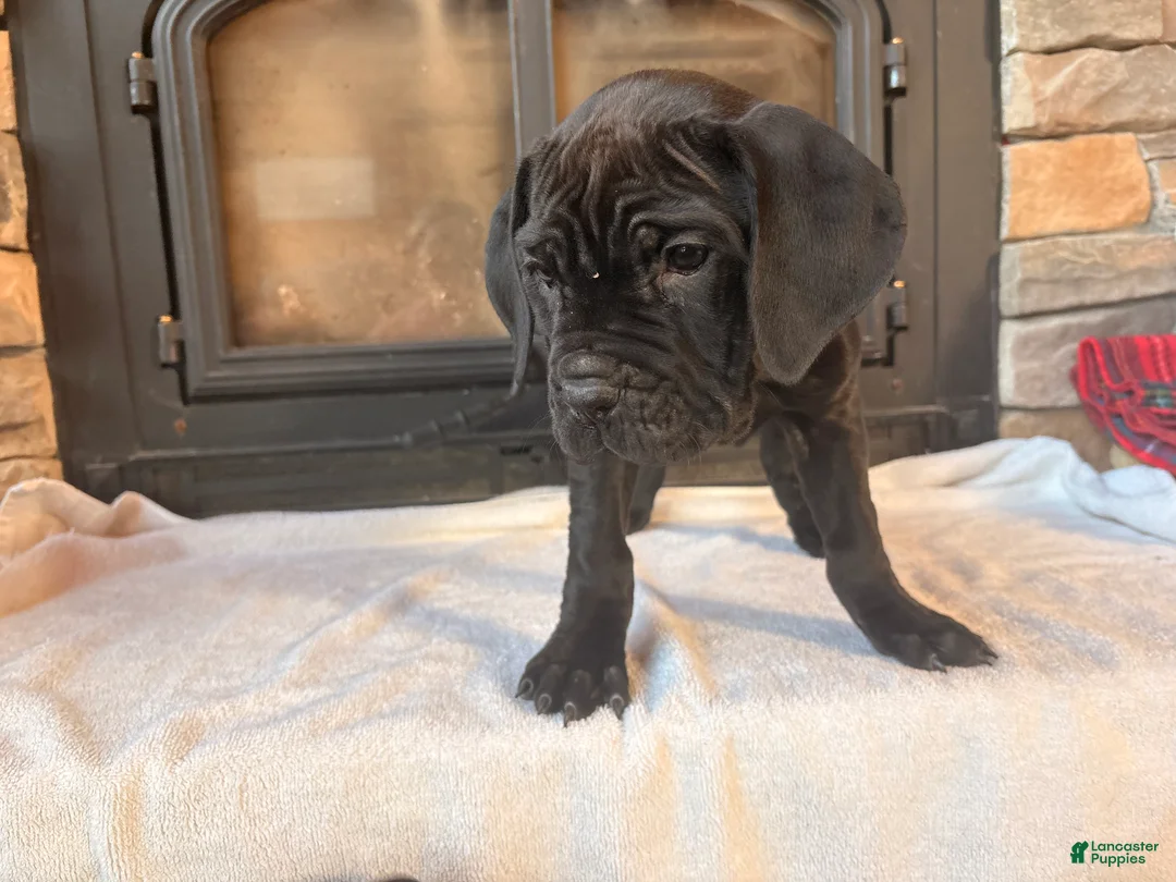 Cane Corso dogs for sale: Yellow girl - Ad 7